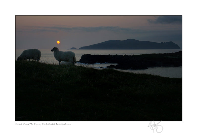 Sunset sheep the sleeping giant great blasket islands ireland declan mulvany photography
