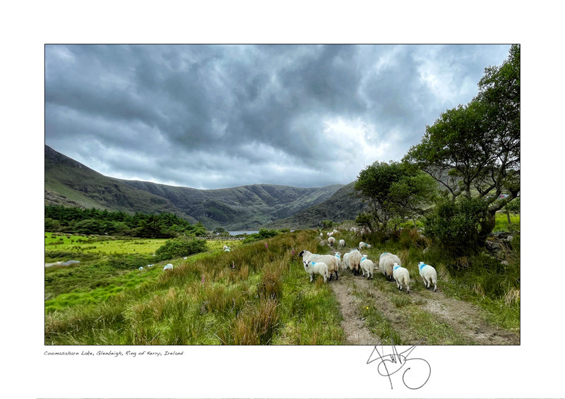 sheep coomasharn lake glenbeigh  ring of kerry declan mulvany photography