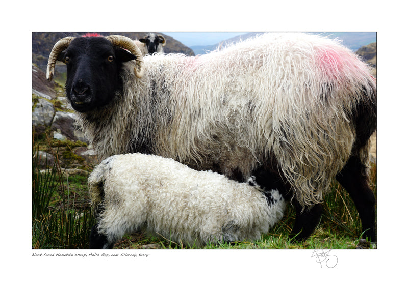 Black faced mountain sheep molls gap declan mulvany photography images of ireland