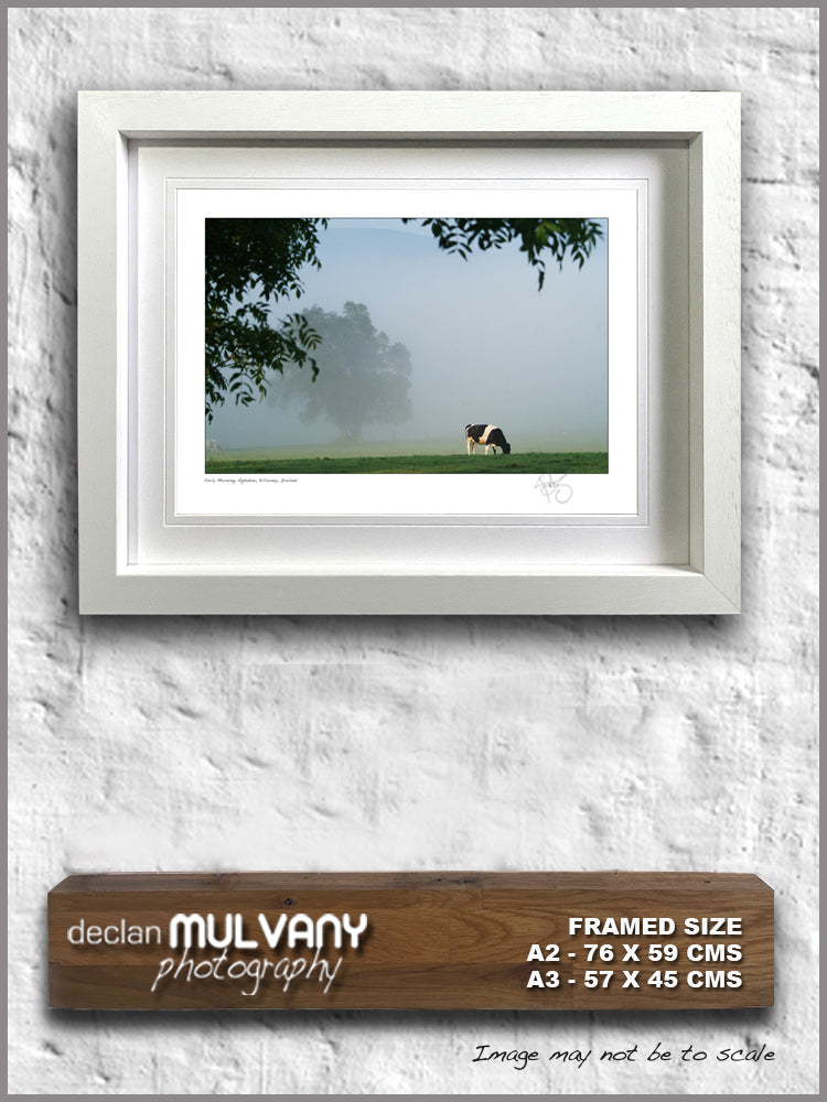 Early Morning Aghadoe cow in fog Killarney declan mulvany photography