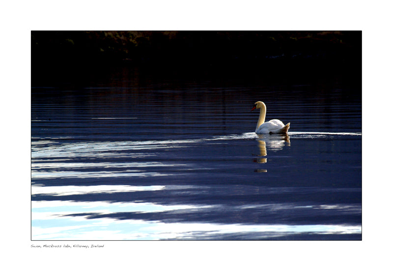 25.  Swan, Muckross Lake, Killarney
