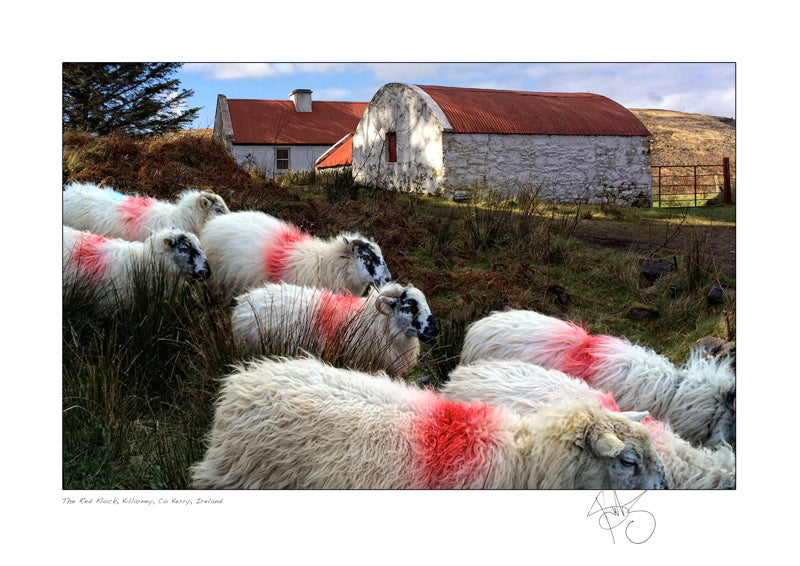 the red flock killarney Kerry coloured sheep picture declan mulvany images of ireland