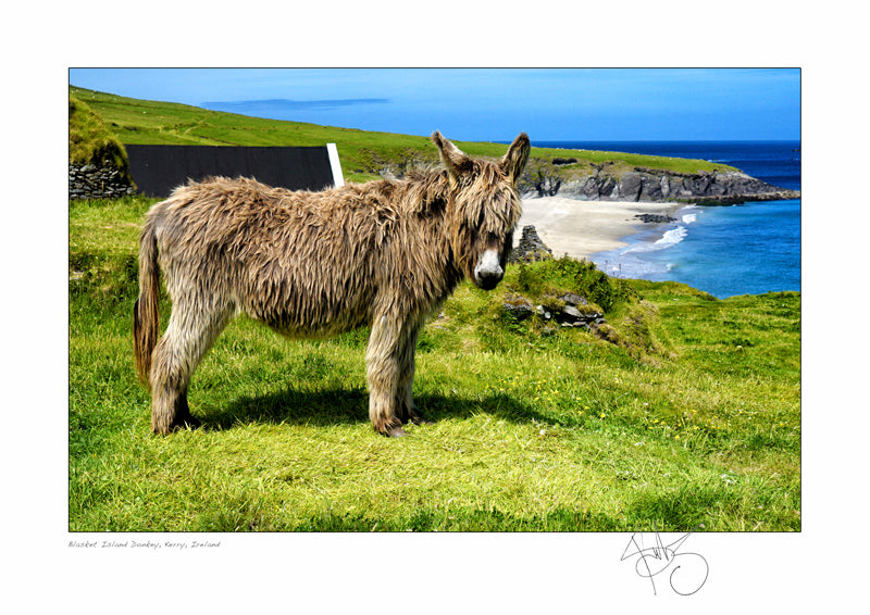 Blasket island donkey kerry ireland hairy donkey declan mulvany photography