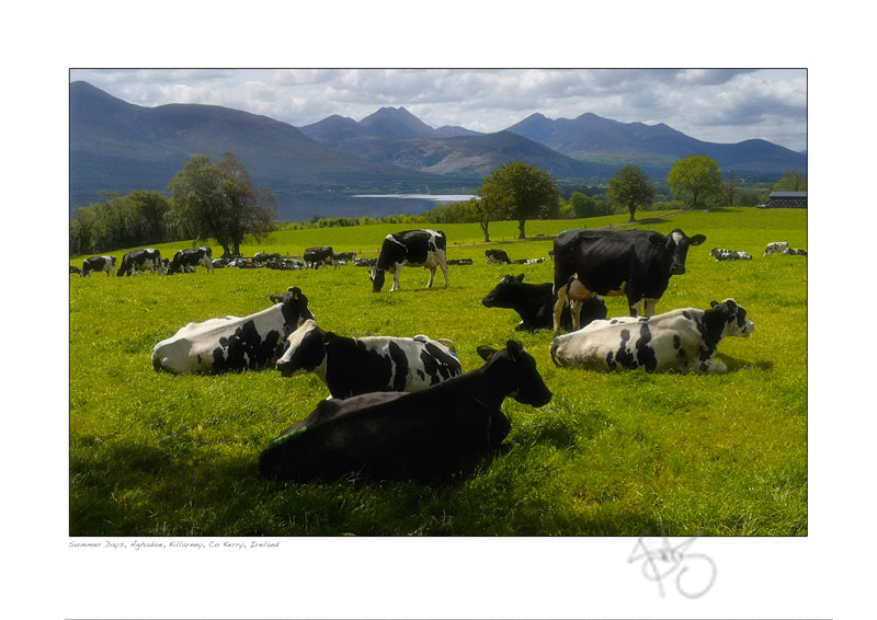 Dairy Cows Summer days aghadoe killarney kerry declan mulvany photography