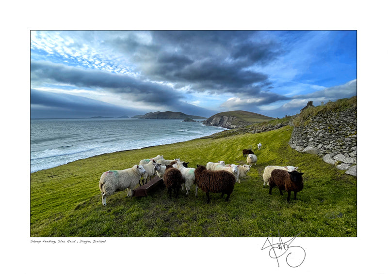 sheep feeding slea head dingle declan mulvany photography