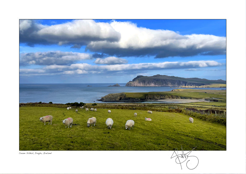 sheep grazing Ceann Sibeal Dingle declan mulvany photography