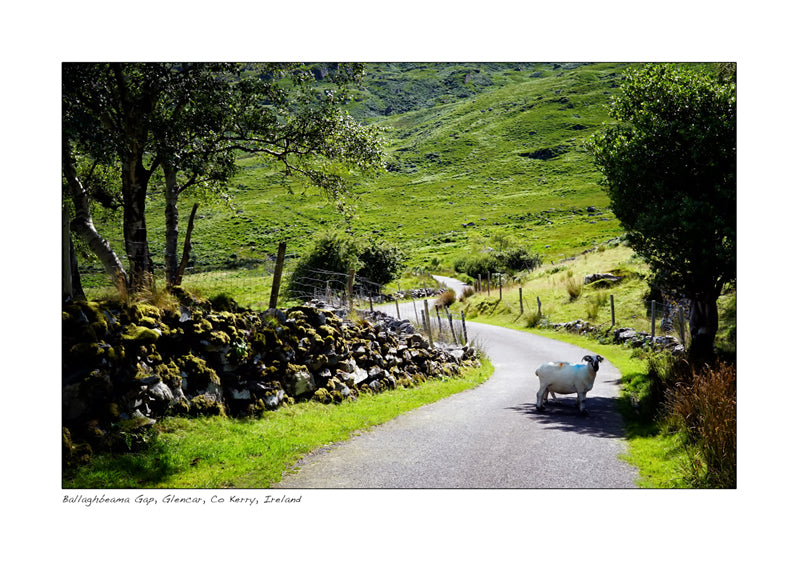 sheep ballaghbeama gap glencar kerry declan mulvany photography
