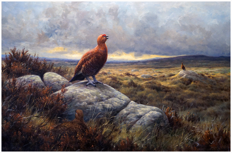 Julian Friers paintings Red Grouse