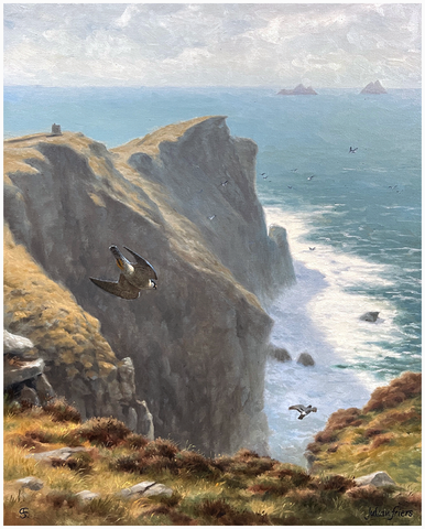 Peregrine, Bray Head, Valentia Island - JULIAN FRIERS PPRUA