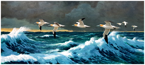 julian friers gannets at sea