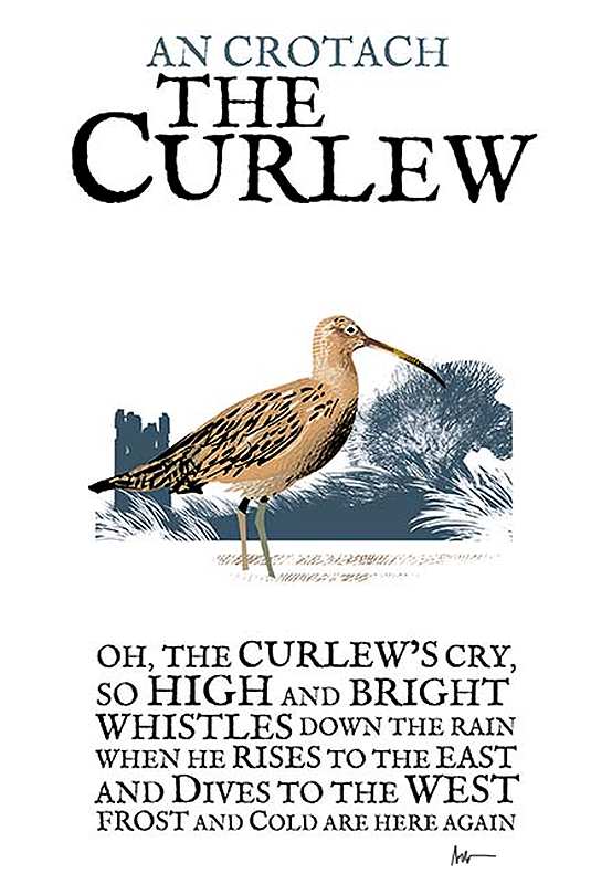 The Curlew Birds of Ireland Roger O'Reilly Ireland poster Store
